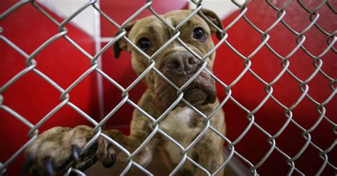Spca delaware - Jun 10, 2021 · The Delaware SPCA, founded in 1873, is the state's first animal shelter and one of the oldest animal welfare agencies in the country. Both the SPCA and DHA are no-kill shelters. 